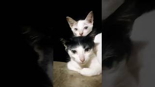 Arariraro ariraro❤️❤️❤️🥰trending song cute kittens reshmis2575 [upl. by Nilats998]