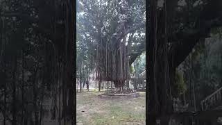 Banyan tree banyan banyantree banyantree nature naturalattractions [upl. by Arakawa271]