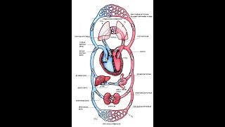 NU ești bolnav ție sete  ai toxicitate mare circulația sângelui diminuata etc [upl. by Driskill]