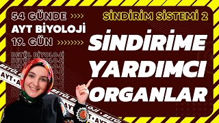 19 Sindirime Yardımcı Organlar  Sindirim Sistemi  11 Sınıf Biyoloji  AYT Biyoloji Kampı 19 Gün [upl. by Fidelis]