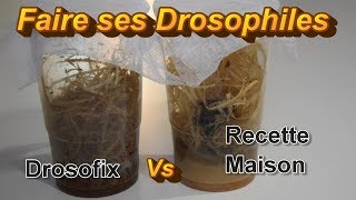 Faire ses Drosophiles  Drosofix vs Recette Maison [upl. by Bonn]