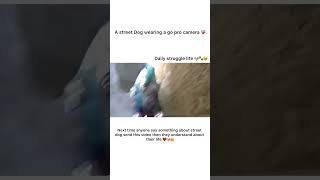 Daily Struggle Life of Street Dogs 😢🐶 doglovers shorts sad [upl. by Jarrell]