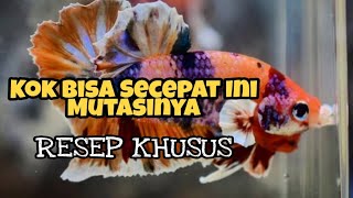 CARA AMPUH MEMECAHKAN WARNA IKAN CUPANG [upl. by Anihsat]