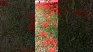 Lycoris squamigera flower in a park 공원 내 상사화 꽃 2024101 [upl. by Ientirb147]