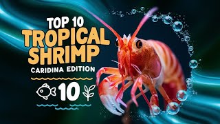 Top 10 Tropical Caridina Shrimp [upl. by Frodin]