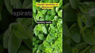 Health Benefits of Marjoram [upl. by Essirehc]