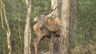 Red deer lost Antlers Veluwe [upl. by Attenehs510]