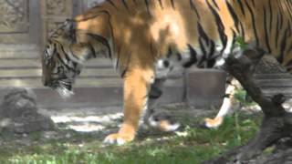 Tiger at Miami Metro Zoo [upl. by Millda]