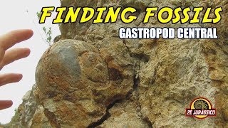 Finding Fossils  Gastropod Central [upl. by Kylander]