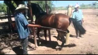 Caballos Bailadores 2015 Entrenador [upl. by Yager]