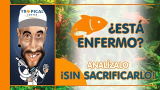 🕵️‍♂️ANALIZAMOS 🔎un pez 🐠 SIN SACRIFICARLO 👏🏻 [upl. by Danice]