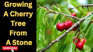 From Seed to Splendor Growing a Cherry Tree from Stone  Your Complete Guide [upl. by Petua]