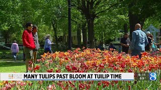 Tulip Time Festival Many tulips past bloom [upl. by Jesse]