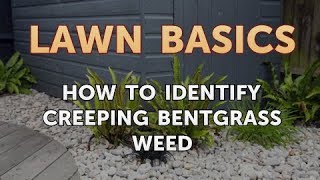 How to Identify Creeping Bentgrass Weed [upl. by Schlessel]