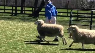 Pembroke Corgi herds sheep for the first time [upl. by Yawnoc]