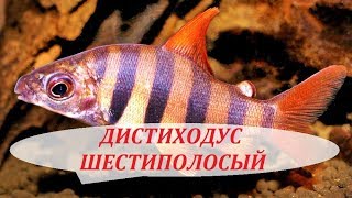 Дистиходус Шестиполосый содержание в аквариуме совместимость разведение и чем кормить [upl. by Rehpitsirhc]