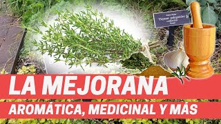 LA MEJORANA PLANTA AROMÁTICA Y MEDICINAL Tipo de Orégano Origanum majorana Plantas medicinales [upl. by Refiffej]