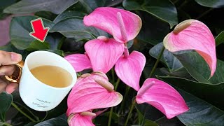 Just Pour Once Weak Anthurium Grows 1001 Roots And Flowers In Just 1 Night [upl. by Furlong]