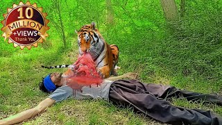 tiger attack man in the forest  tiger attack in jungle royal Bengal tiger attack l hungry tiger [upl. by Horacio149]