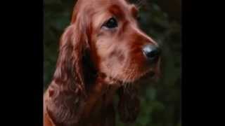 Irish Setter Girly 1st Bday [upl. by Eelrahc]