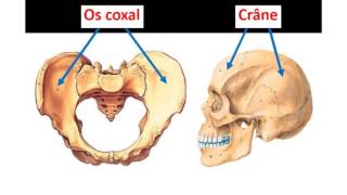 ANATOMIE système osseux [upl. by Martell]