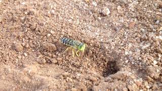 Native Sand Wasp Bembix species [upl. by Damales]