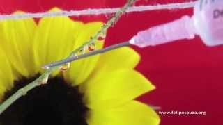 MACRO PHOTOGRAPHY  DROPS AND FLOWERS TUTORIAL [upl. by Refiffej]