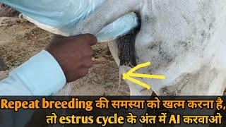 सिमेन AI करने का सही समय कैसे पता करें  Repeat breeding को कैसे ठीक करें  delayed olvulation [upl. by Sabian]