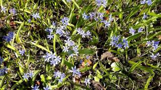 Blaustern mit Bienen auf Wiese in der Sonne mit Vogelgezwitscher im Frühling [upl. by Iclek715]