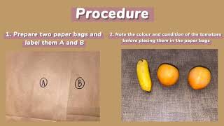 FORM 5 KSSM BIOLOGY ACTIVITY 52 Effects of Presence of a Phytohormone on Fruit Ripening [upl. by Akinimod]