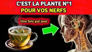 Neuropathie cest fini  La plante n°1 pour réparer les nerfs instantanément [upl. by Araec]