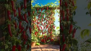 New planting skills to harvest more chili peppers growsatisfyingfarmingshorts [upl. by Assenay]