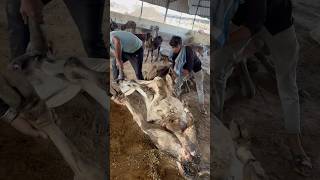 COW SERVICE IS THE SAME SERVICE TO GOD  COW COWLOVER ANIMALS TRENDING SHORTVIDEO GAUMATA [upl. by Dnomyad]