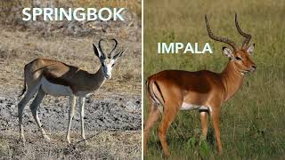 Springbok Amazing Animals [upl. by Lehcin451]