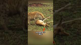 Clever Impala Outsmarts Hyena and Cheetah in Shocking Twist watch till the end shorts [upl. by Abihsot]