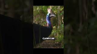 Cassowary Birds The Worlds Most Dangerous Bird Revealed [upl. by Ardnatal]