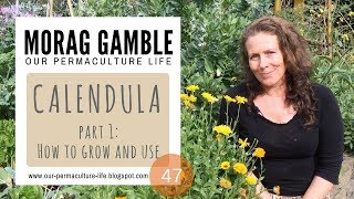 Calendula Part 1 How to Grow and Use [upl. by Irod]