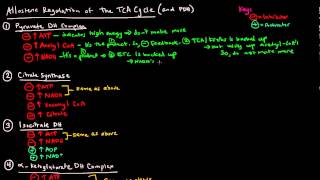 TCA  Krebs  Citric Acid Cycle Part 3 of 3  Allosteric Regulation [upl. by Annohsat]