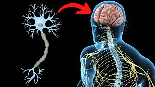 El SISTEMA NERVIOSO CENTRAL explicado partes y funcionamiento🧠 [upl. by Nospmas616]