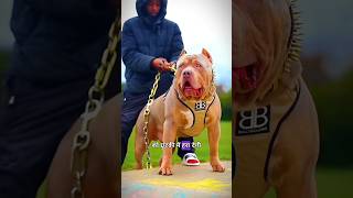 Pitbull vs Rottweiler dog fight shorts [upl. by Taggart]