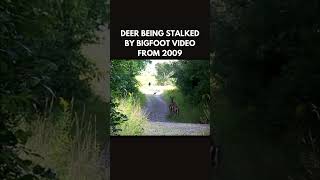 Footage of Bigfoot hunting Deer Circa 2009 bigfoot sasquatch publishtoall bigfootsighting [upl. by Yahsal]