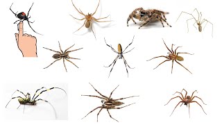 10 Types of House Spiders [upl. by Yde866]