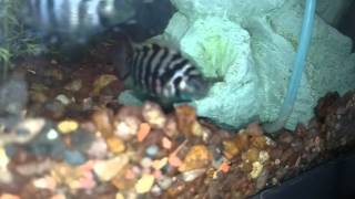 Convict Cichlid Eggs [upl. by Aliakim]