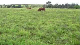 Excellent Progardes  Buffel pasture and steer liveweight gains in Central Queensland1002MOV [upl. by Kcirad]