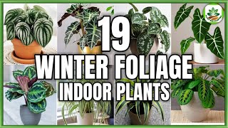 19 Indoor Foliage Plants for Winter  Winter Indoor Plants to grow with Care  Plant and Planting [upl. by Meggy495]