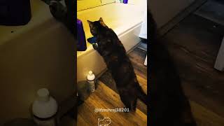 Hilarous moments of scared catscat kitten funnycat funnyanimals funnypets [upl. by Yr877]