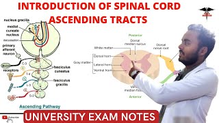 Spinal Cord  Ascending Tracts  CNS Physiology [upl. by Hogue474]