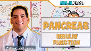 Endocrinology  Pancreas Insulin Function [upl. by Eloise171]