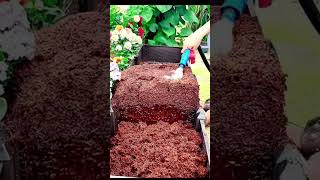 Cocopeat Brick Using Method For Plants cocopeat shorts plant viralvideo youtubeshorts [upl. by Acnaib625]