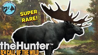 MY FIRST SUPER RARE MELANISTIC MOOSE The Hunter call of the wild [upl. by Akkimat]